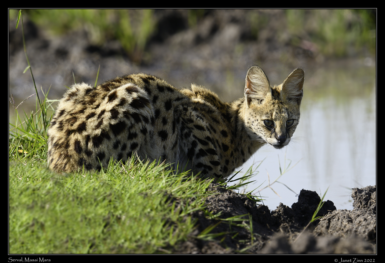 serval_JZ9_3602a[1]